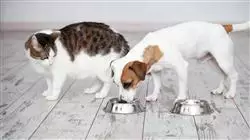 ##IMAGE##