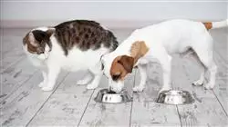 ##IMAGE##