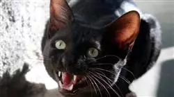 ##IMAGE##