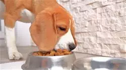 ##IMAGE##