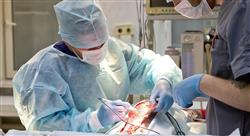 master anestesia y cirugía de pequeños animales