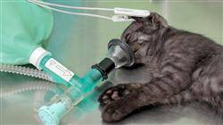 posgrado introducción a la anestesia en veterinaria