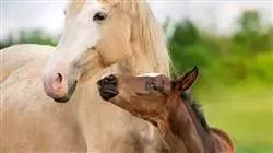 ##IMAGE##