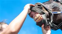 ##IMAGE##