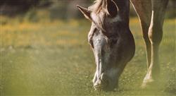 estudiar sistemas vitales del caballo