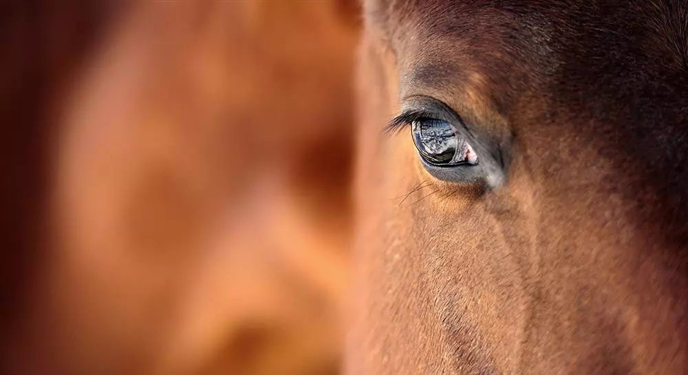 especializacion patologías digestivas y sanguíneas del caballo nutrición y protocolos terapéuticos ampliados en la práctica ambulatoria