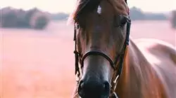 ##IMAGE##