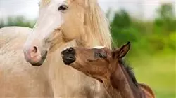 ##IMAGE##