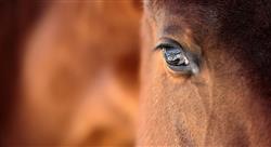 especializacion patologías digestivas y sanguíneas del caballo nutrición y protocolos terapéuticos ampliados en la práctica ambulatoria