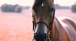 estudiar patologías digestivas y sanguíneas del caballo nutrición y protocolos terapéuticos ampliados en la práctica ambulatoria