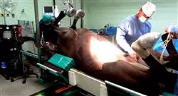 especialización patologías digestivas y sanguíneas del caballo nutrición y protocolos terapéuticos ampliados en la práctica ambulatoria
