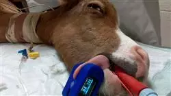 ##IMAGE##