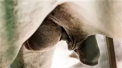 ##IMAGE##