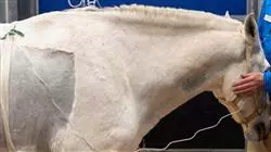 ##IMAGE##