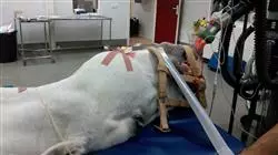 ##IMAGE##