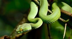 experto universitario producción y sanidad de fauna silvestre