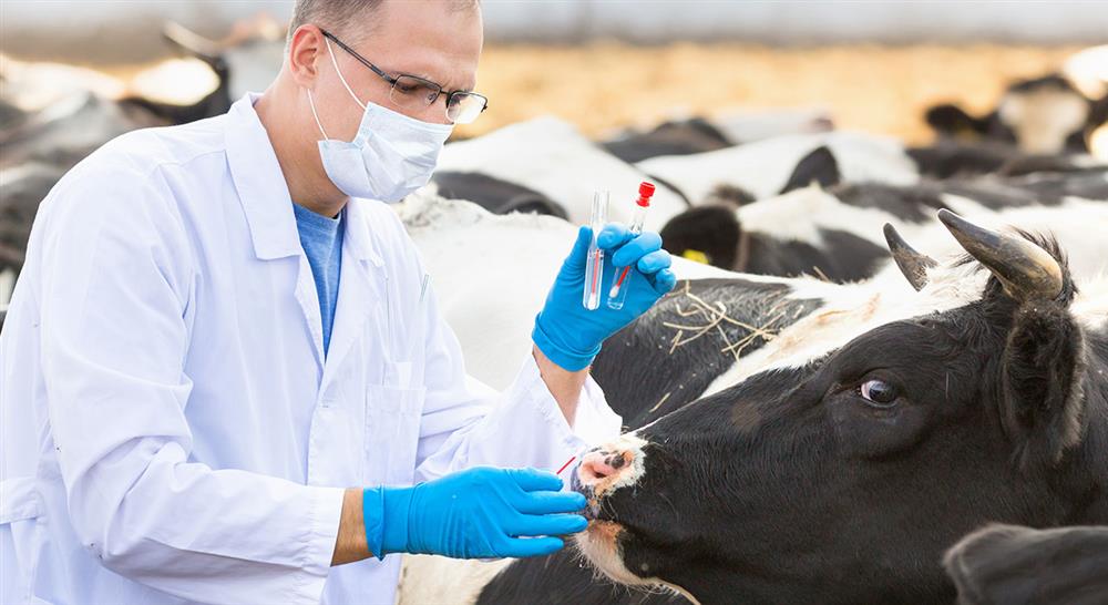 especializacion online producción y sanidad animal