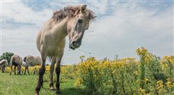 especializacion patologías cardiorrespiratorias y sanguíneas del caballo protocolos terapéuticos ampliados en la práctica ambulatoria