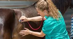 experto patologías cardiorrespiratorias y sanguíneas del caballo protocolos terapéuticos ampliados en la práctica ambulatoria