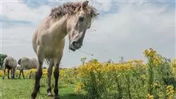 ##IMAGE##