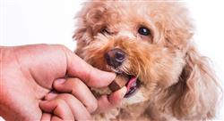 especializacion online nutrición y alimentación animal