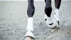 maestria rehabilitacion equina