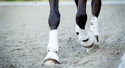 master rehabilitacion equin