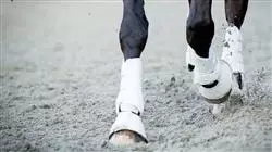 ##IMAGE##