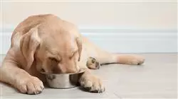 ##IMAGE##