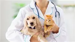##IMAGE##
