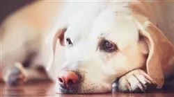 ##IMAGE##