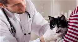 experto sanidad perros gatos otras especies 2