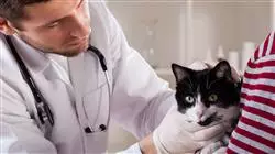 ##IMAGE##