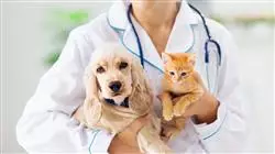 ##IMAGE##