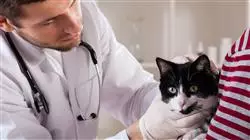##IMAGE##