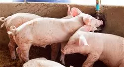 experto producción y sanidad porcina