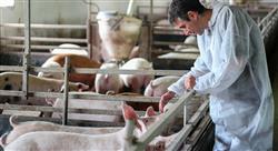 experto universitario producción y sanidad porcina