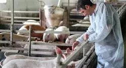 especialización producción y sanidad porcina