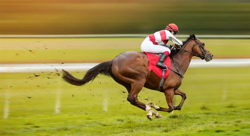 especializacion online patologías locomotoras del caballo deportivo diagnóstico tratamiento y rehabilitación