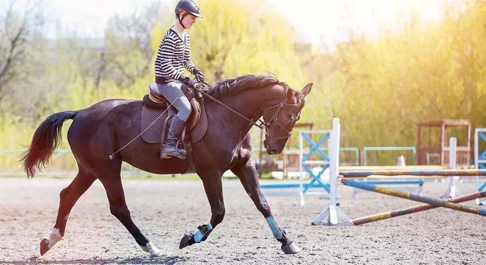 estudiar patologías locomotoras del caballo deportivo diagnóstico tratamiento y rehabilitación