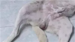 ##IMAGE##