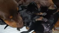 ##IMAGE##