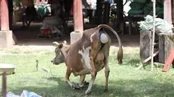##IMAGE##