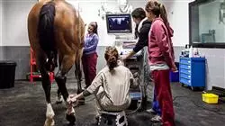 maestria online clinica hospitalaria equina