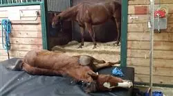 ##IMAGE##