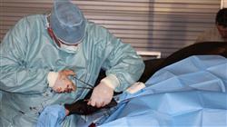 especializacion online cuidados hospitalarios pacientes equinos patologias neurolgicas musculoesqueleticas pacientes quirurgicos 