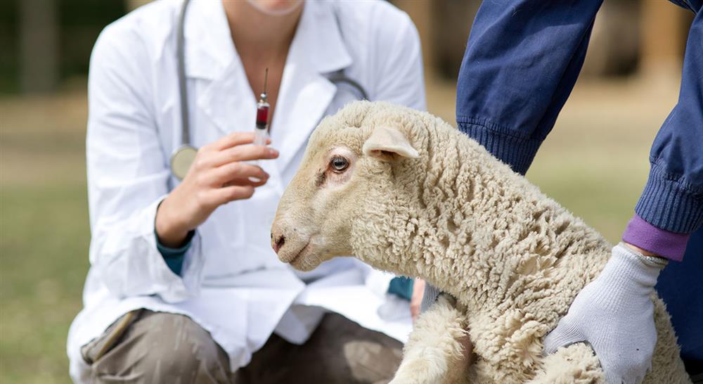 formacion epidemiología en salud animal