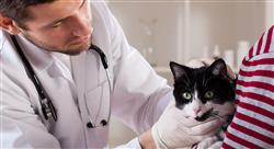 posgrado epidemiología en salud animal
