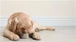 ##IMAGE##