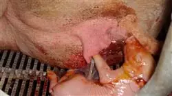 ##IMAGE##
